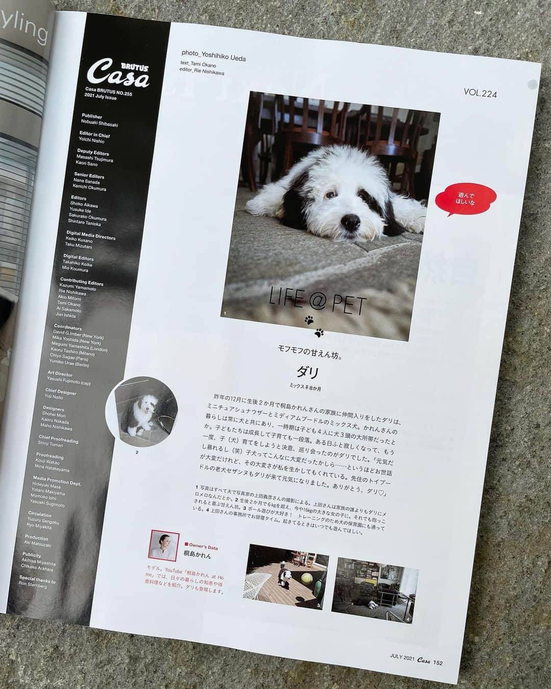 のインスタグラム：「我が家のダリがCasaBRUTUSに！  #casabrutus#カーサブルータス  #シュナプー#シュヌードル」