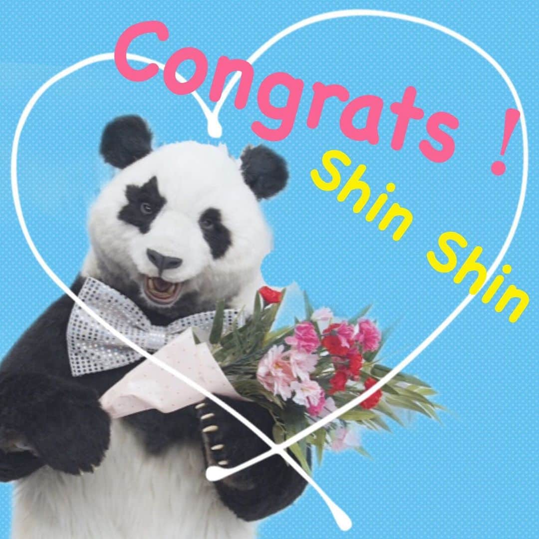 星星（セイセイ）さんのインスタグラム写真 - (星星（セイセイ）Instagram)「🐼🐼🐼🐼🐼 #嬉しいニュース  #おめでとう❤️ . シンシン🐼！ 出産おめでとう🤍🖤 双子の赤ちゃん、可愛いだろうなあ😍 . #星星より #パンダからのお祝い🎉 #上野動物園  . #星星 #パンダ #panda #pandagram #パンダ好きな人と繋がりたい #ZIP!」6月23日 13時00分 - seisei_panda