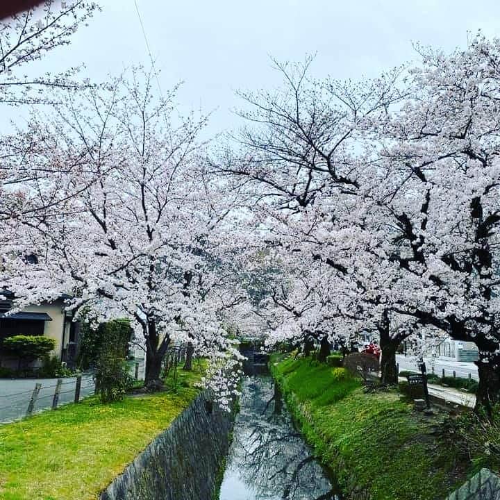 前原誠司さんのインスタグラム写真 - (前原誠司Instagram)「琵琶湖疏水の両岸に桜並木がありますが、満開の桜を見ながらの街頭演説は、また格別でした。来年は是非、「哲学の道」を散策して下さい。（誠）」6月23日 16時48分 - seiji_maehara.official
