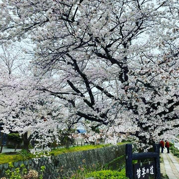 前原誠司さんのインスタグラム写真 - (前原誠司Instagram)「琵琶湖疏水の両岸に桜並木がありますが、満開の桜を見ながらの街頭演説は、また格別でした。来年は是非、「哲学の道」を散策して下さい。（誠）」6月23日 16時48分 - seiji_maehara.official