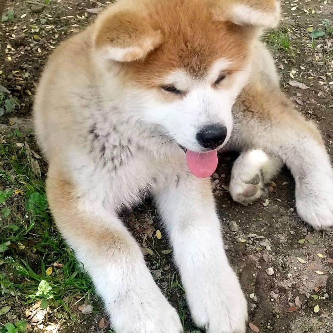 佐藤ちひろさんのインスタグラム写真 - (佐藤ちひろInstagram)「秋田犬の大馬（だいま)君が南相馬市にやって来ました🎉 (福島県南相馬市は私の地元です)  大馬君はイノシシなどの有害鳥獣から農地を守るために秋田県大館市から南相馬市へやって来たとのこと！  この愛くるしいヒーローの写真を父が撮って送ってくれました🥰  コロナが落ち着いて帰省ができるようになったら、会いに行いきます！  楽しみだなぁ☺️  #犬　#いぬ　#秋田犬　#🐶　#大馬くん　#かわいい　#ヒーロー　#福島県　#南相馬市　#秋田県　#大館市」6月23日 18時36分 - chihiro.sato_ex