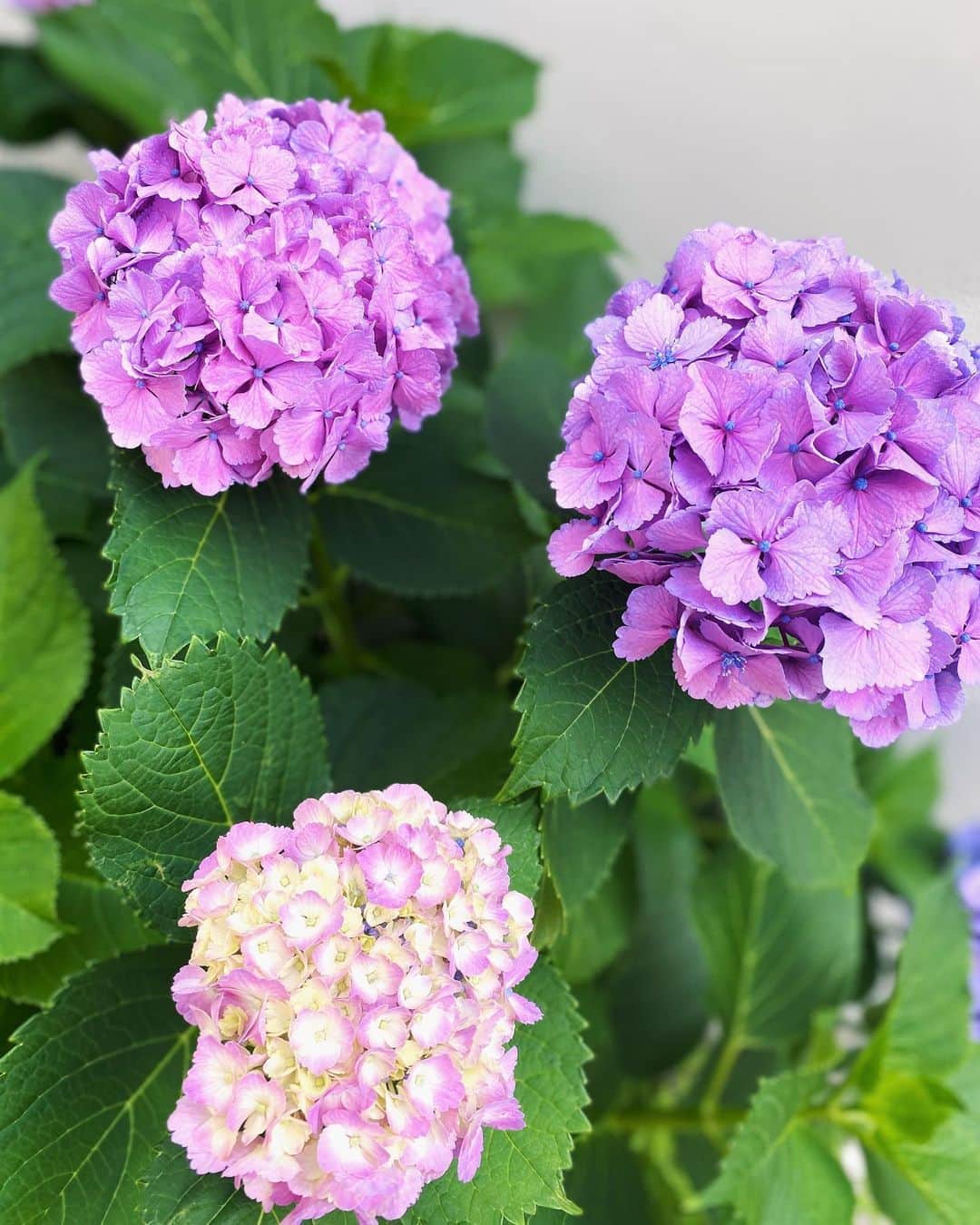 利水翔さんのインスタグラム写真 - (利水翔Instagram)「. 6月といえば紫陽花（あじさい）♡  歩いていたら見つけたので パシャリ📸''  よく見ると違った色の紫陽花も 混ざってて綺麗でした🥰  . #紫陽花 の #花言葉 は #神秘 や #元気な女性 みたいです📖 .  . #flower #hydrangea #beautiful #June」6月23日 20時20分 - tsubasa.toshimizu