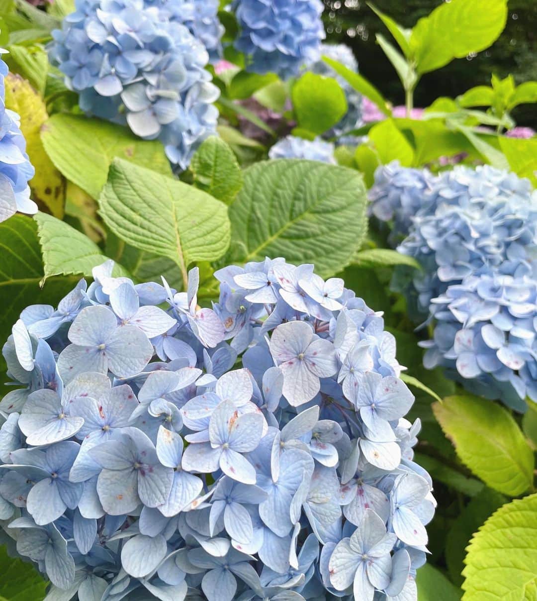 mina hinokuchiのインスタグラム：「. 長谷寺に紫陽花を見に 久々に友達と鎌倉へ🚃  とっても綺麗で癒された1日 2人ともありがとう〜♡  . #鎌倉　#長谷寺　#紫陽花　#アジサイ」