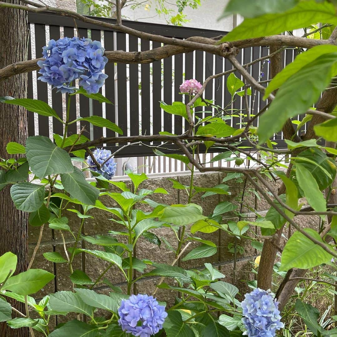 栗原はるみさんのインスタグラム写真 - (栗原はるみInstagram)「みなさんおはようございます。私はいつも5時に起きます。家の雑用が終わってから必ず庭に出て一つ一つ丁寧に見て回ります。今朝はブルーの中にたった一輪だけピンク色の紫陽花が咲いているのを見つけました。紫陽花って本当に不思議な植物ですよね。きれいで可愛いのに何故かたくましさもはかなさも持っているような気がしています。 昨日の夕方、さくらんぼにキルシュとグラニュー糖を入れて煮ました。食感が残るように煮過ぎないように気をつけながら作りました。ヨーグルトやアイスクリームにかけたり。煮汁は弱火で煮詰めてシロップを作り好きなお酒と炭酸で割ったりしばらくはスタッフと一緒にいろいろ楽しめそうです。 みなさん今日も楽しみながらを忘れないで過ごしましょうね〜。私はこれから撮影の準備です。 #栗原はるみ  #kuriharaharumi #玲児さんにお花のプレゼントを」6月24日 5時42分 - harumi_gram