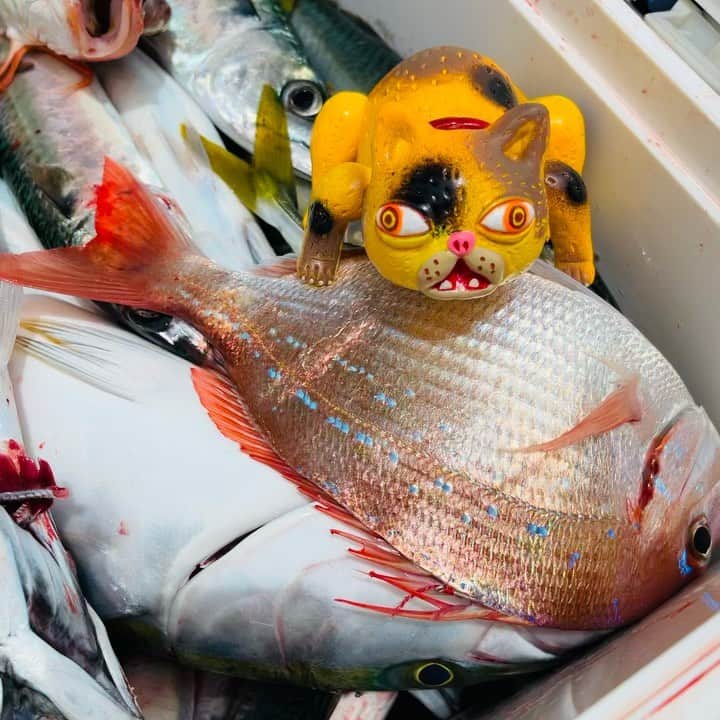 デハラユキノリのインスタグラム：「大漁 #春vi #猫 #dehara  #deharayukinori」