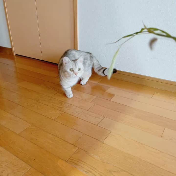 森下千里のインスタグラム：「ねこじゃらしが こんなに有効だとは知りませんでした。  . . #宮城五区 #猫も喜ぶ #自然ゆたか」