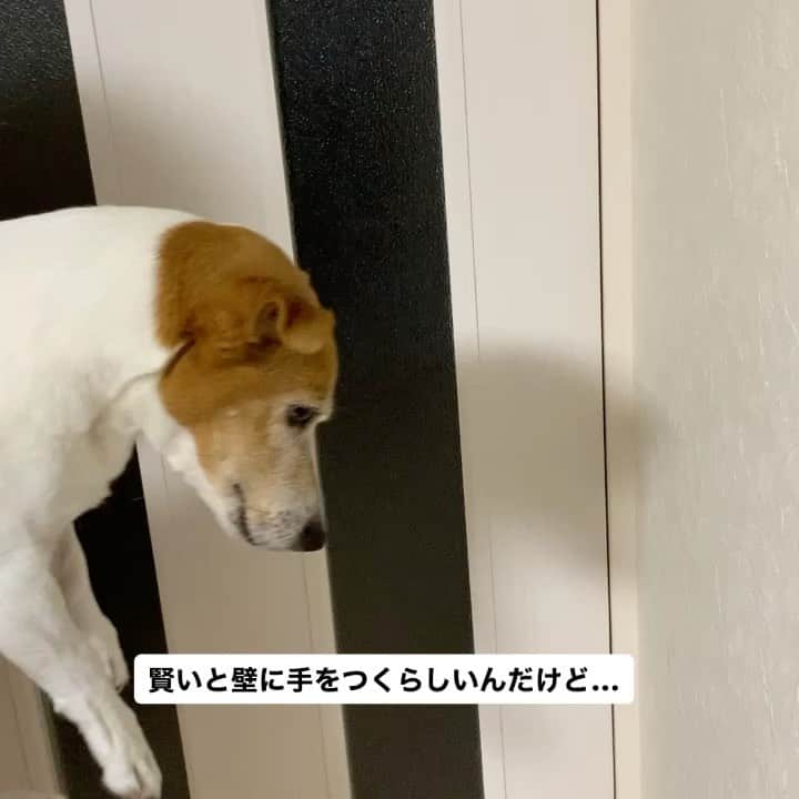 小椋祥平のインスタグラム：「. TikTokで見かけたから、やってみたけど… . 残念ながら賢くないらしい…笑 . . #小椋祥平  #tiktok  #ジャックラッセルテリア」