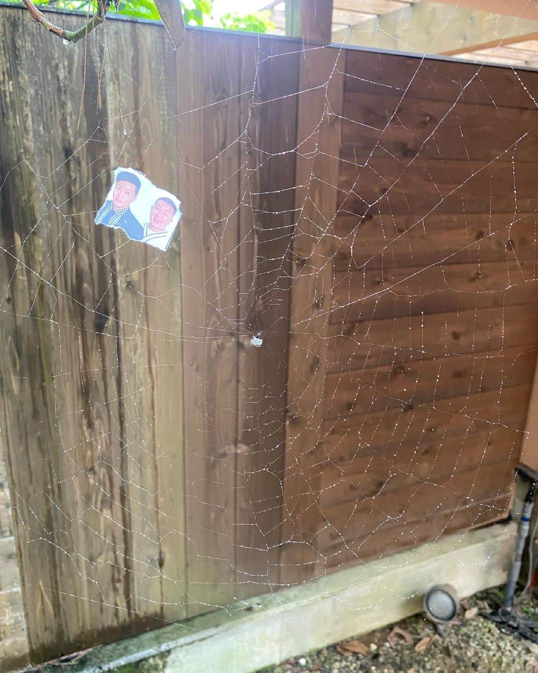 有吉弘行さんのインスタグラム写真 - (有吉弘行Instagram)「チョコプラが蜘蛛の巣にかかっていた 助けてやりたかった。。」6月24日 12時50分 - ariyoshihiroiki