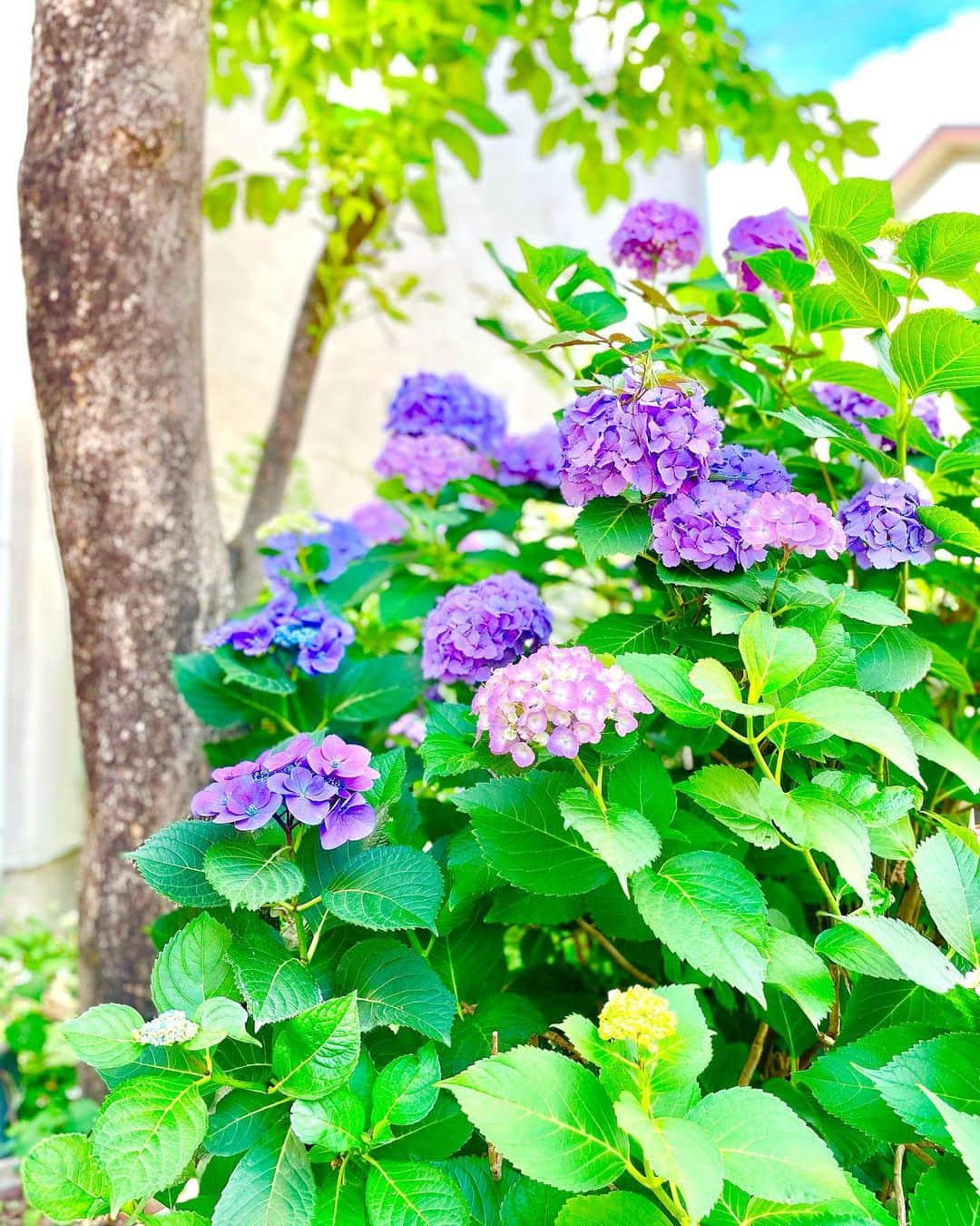村主章枝さんのインスタグラム写真 - (村主章枝Instagram)「Hydrangeas ,so beautiful❤️ 紫陽花がとても綺麗😍 #紫陽花  #梅雨 #hydrangea  #hydrangeaseason」6月24日 13時10分 - fumie.suguri