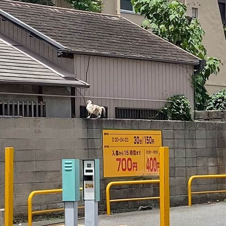 林青空のインスタグラム：「最後手前に来てるの気づいてへんかった  #猫」