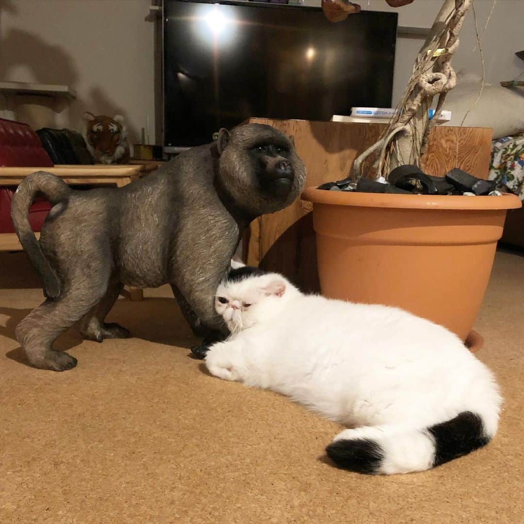 まるのインスタグラム：「* * HINOMARU&MATAKICHI #種を超えた友 #たまに友で爪研ぎ #そして踏み台 * * * #日の丸 #weeklyfluff #catstagram #ig_catphoto #instagramjapan #ig_catclub #ilovecat #instacat_meows #ペコねこ部#みんねこ#ニャンスタグラム#IGersJP #excellent_cats #club_of_cats #happypetclub #cat_of_instagram #a_world_of_cats #catsloverworld #cat_my_boss #catsifinstagram #catloverclub #ふわもこ部#exoticshorthair」