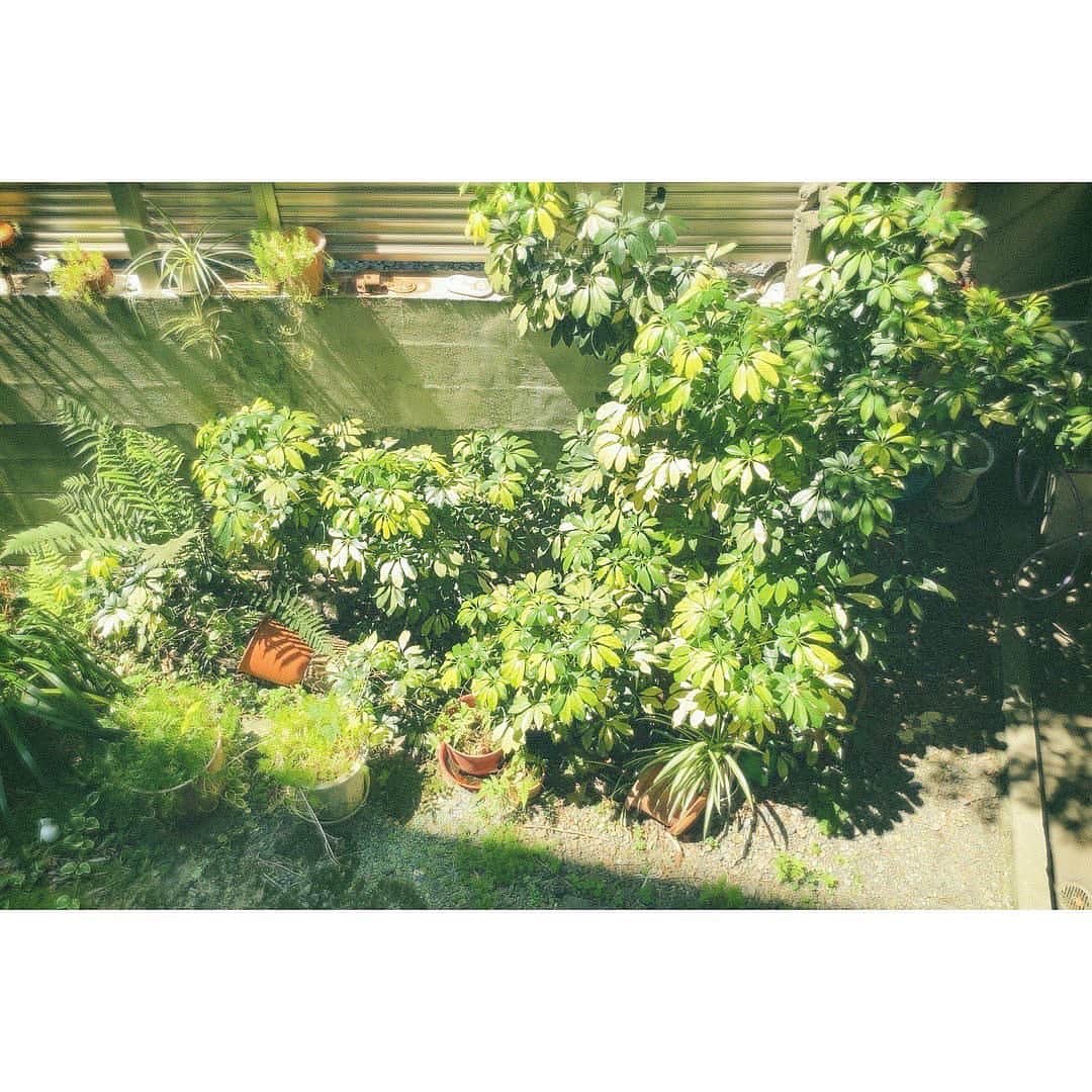 宮崎優さんのインスタグラム写真 - (宮崎優Instagram)「お散歩 梅雨といったら、紫陽花 綺麗でした。☺︎」6月24日 20時34分 - yumiyazaki
