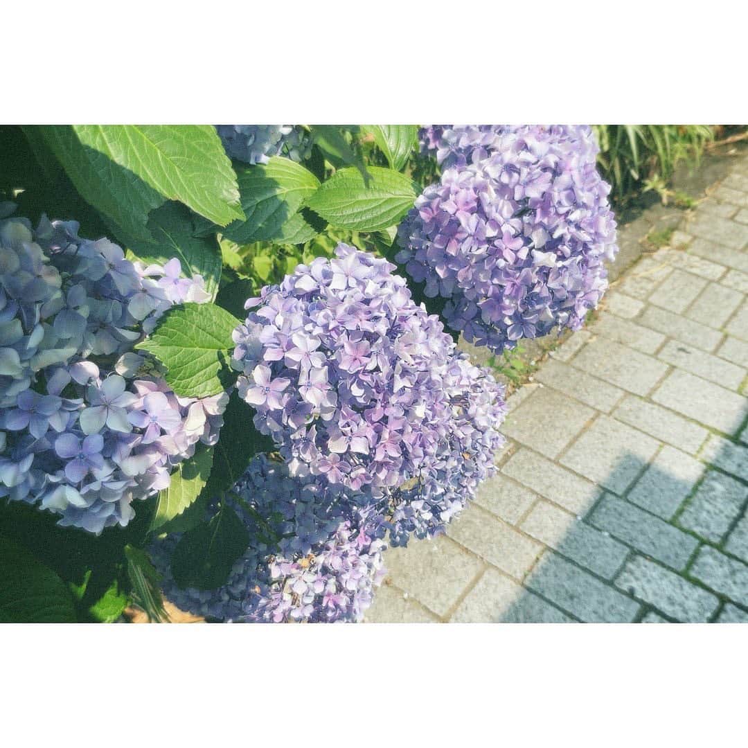 宮崎優のインスタグラム：「お散歩 梅雨といったら、紫陽花 綺麗でした。☺︎」