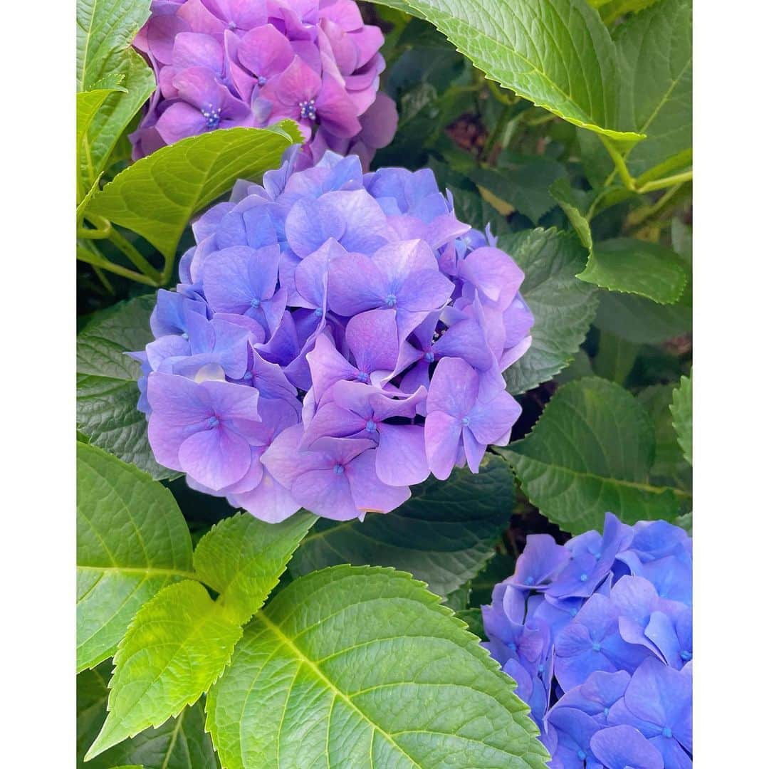 のインスタグラム：「おうちに咲いてる紫陽花💙💚💜 6月もあっという間に終わっちゃうね . . #紫陽花#あじさい」