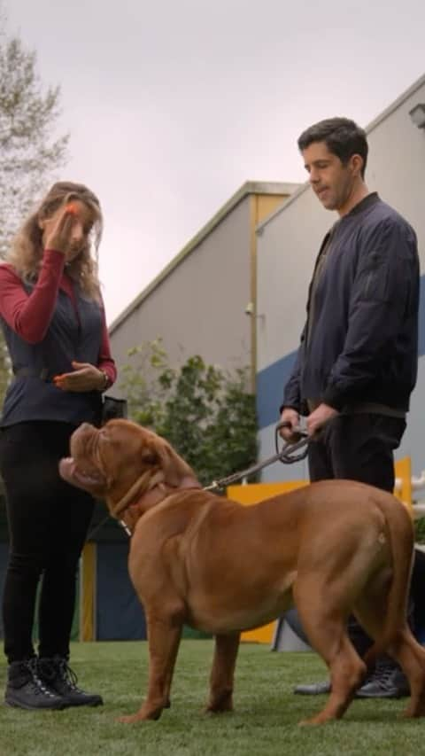 ヴァネッサ・レンジーズのインスタグラム：「I love this so much! Let’s be vest-friends, okay? I’m playing Erica Mounir, dog trainer extraordinaire and hopeless romantic #turnerandhoochseries #disneyplus @disneyplus」