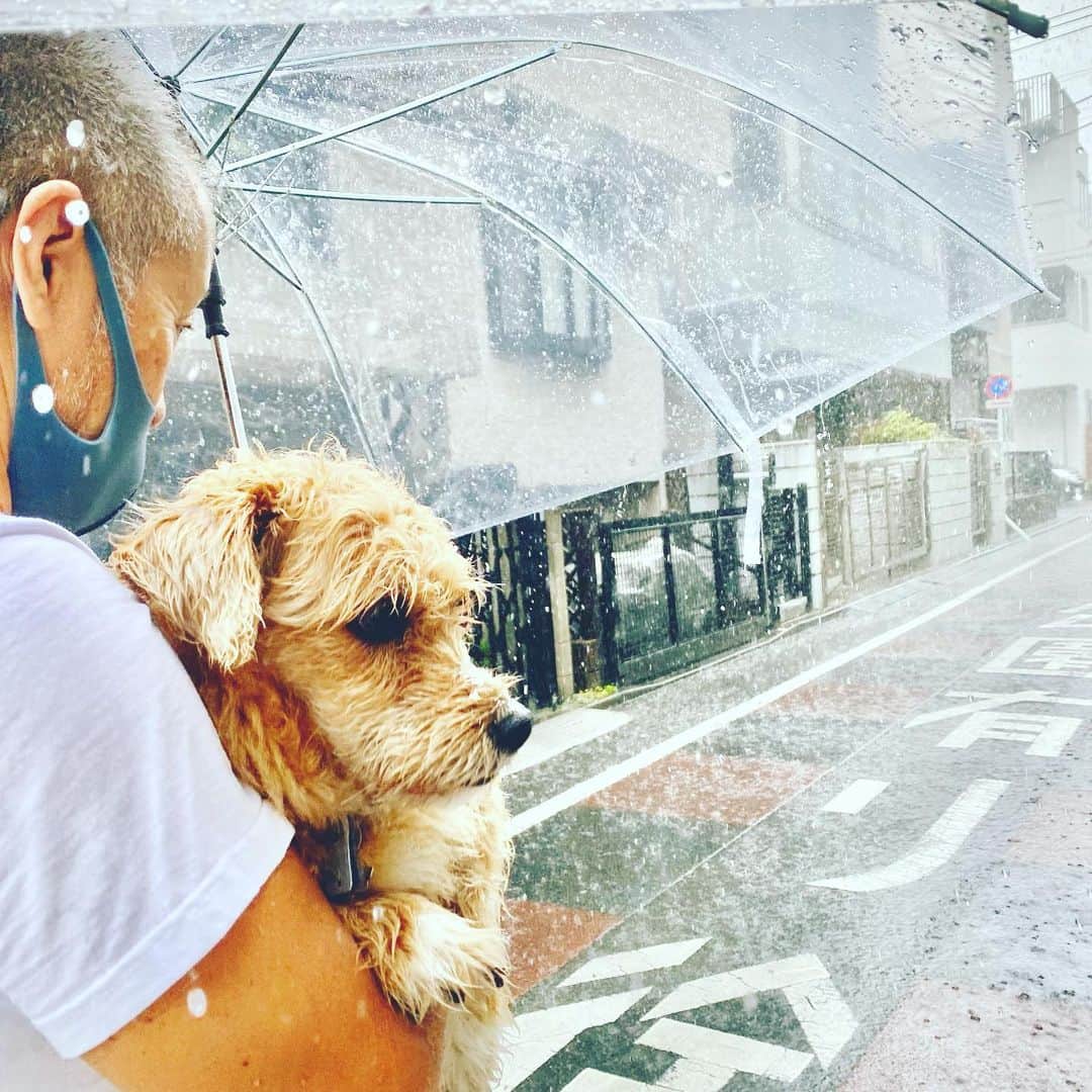 宮本亜門さんのインスタグラム写真 - (宮本亜門Instagram)「げりら ごうう☔️💦  #天気予報はずれ　#ゲリラ豪雨　#最近10kgで重たい　#雨嫌い　#保護犬　#ビート　#宮本亞門」6月25日 12時47分 - beatamon