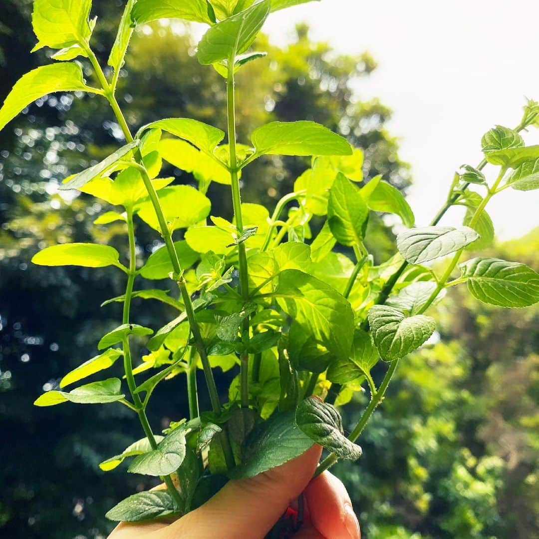 藤原紀香のインスタグラム