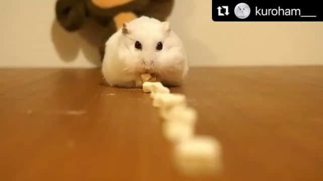 kuroのインスタグラム：「. . Dyson 🐹💕 . . #tbt #懐かしの動画 #ハムスター #ハムスタグラム #ふわもこ部 #もふもふ #ダイソン #掃除機 #驚きの吸引力 #hamster #hammy #hamstergram #小動物 #petsvideo #lovely #cutie #fluffy  . . 2021.6.25 ☁︎ .」