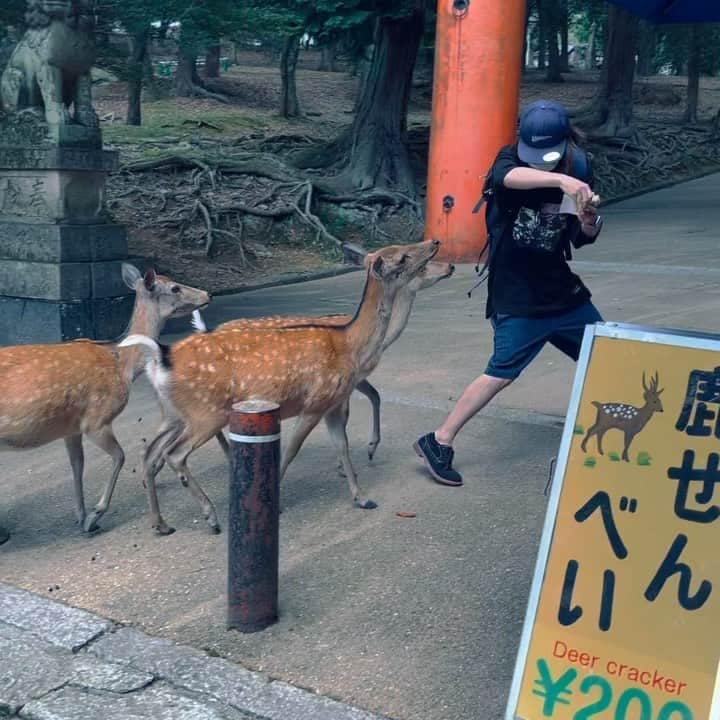 シモダ テツヤのインスタグラム：「鹿が嫌いになった男。」