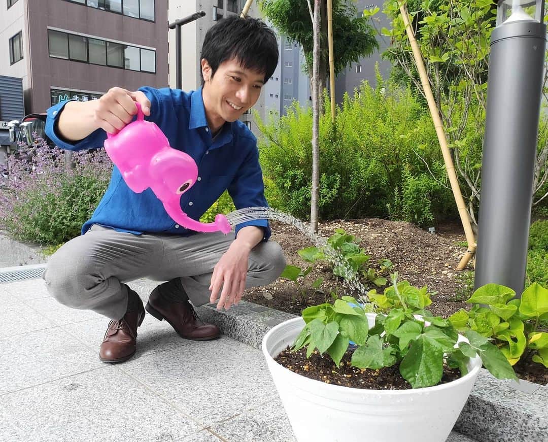 札幌テレビ「どさんこワイド朝」さんのインスタグラム写真 - (札幌テレビ「どさんこワイド朝」Instagram)「きょう6月25日(金)、 アサガオの水やり担当は青山予報士です。  ただの水やりですが、楽しそうですね。  #どさんこワイド朝 #青山竜  #夏の新企画 #アサガオ #朝顔  #ぞうさんじょうろ #笑顔」6月25日 11時52分 - dosanko_asa