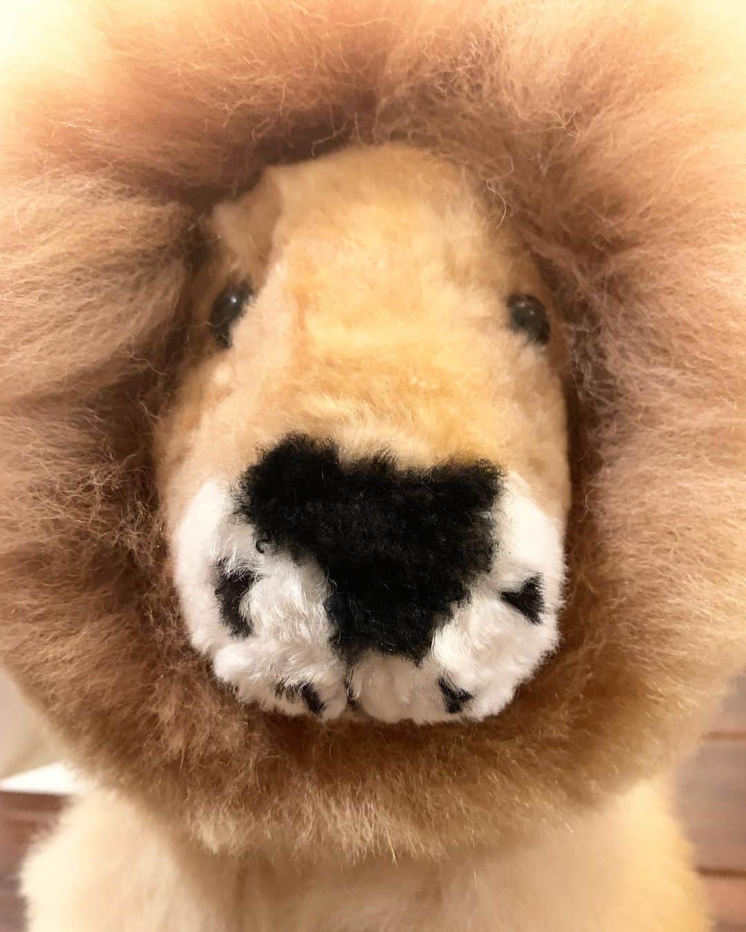 瀧本美織のインスタグラム：「🦁 あの時連れて帰ったライオンまるは元気です。ライオンだけどアルパカの毛でできています。私も元気です。  さて、舞台「森 フォレ」の稽古場でのお稽古も、なんと数える程となってきました。ひょえー！ 世田谷パブリックシアターのyoutubeチャンネルでは、キャスト、スタッフさんへのインタビューが続々とアップされています！岡本健一さんがインタビュアーになって稽古場の様子を引き出して下さっています。近々私もあがると思います。観劇前にぜひ、チェックしてみてね！ 公式Twitterも立ち上がってるそうなので、そちらも合わせてご覧あれ！ とにかくもの凄いエネルギーの舞台です。楽しみにしていてください✊🏻✨   #舞台  #森フォレ  #世田谷パブリックシアター   #youtube   #twitter   #ライオン まる  #アルパカ」