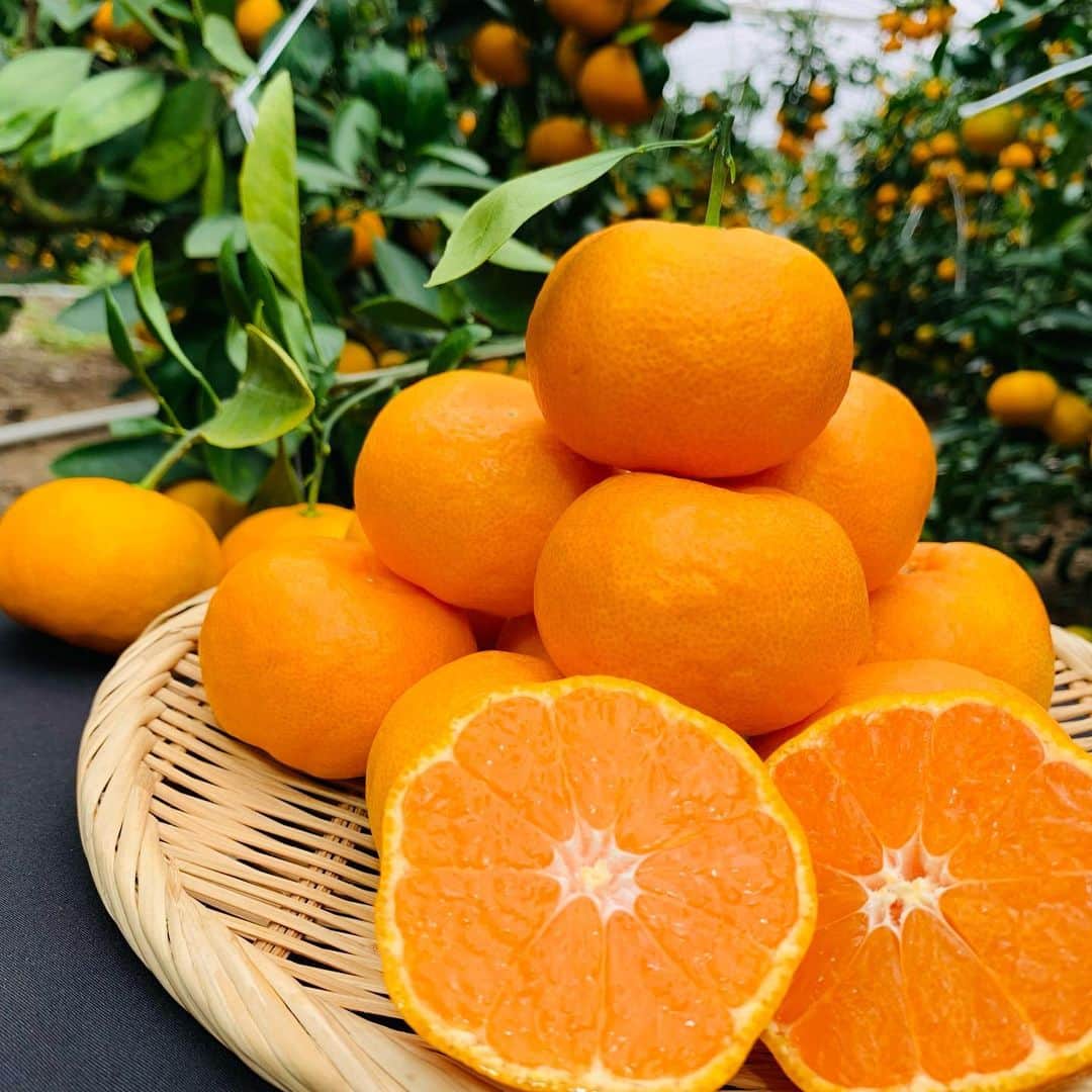 森本晴香さんのインスタグラム写真 - (森本晴香Instagram)「⁡ ❁牟岐町のもち麦 ⁡ ゴジカル！生放送終了です♬ JA共済プレゼンツ笑味ちゃん通信では JAアグリあなんのハウスみかんをご紹介しました✮  ⁡ 甘味と酸味の絶妙なバランスと、 皮が薄くダイレクトに果汁の旨みを感じられる果肉で 最高の味のハウスみかん🍊 ⁡ 今年もとっても美味しいみかんができたそうですよ❀ ⁡ ブログも更新しているので是非見てみて下さいね💕 ⁡ ✒️ブログ https://office-sereno.com 私のトップページのURLから飛べます✈️ または「森本晴香　セレーノ」 ⁡ ⁡ #アナウンサー #フリーアナウンサー #女子アナ#リポーター#タレント#ナレーター#徳島タレント#徳島ローカルタレント#森本晴香 #ナレーター#徳島ナレーション#徳島ナレーター#FM#FM徳島#fm807 #テレビ #ラジオ#T-Joint#新潟#広島#愛媛#徳島#セレーノ ⁡」6月25日 22時25分 - harukamorimoto