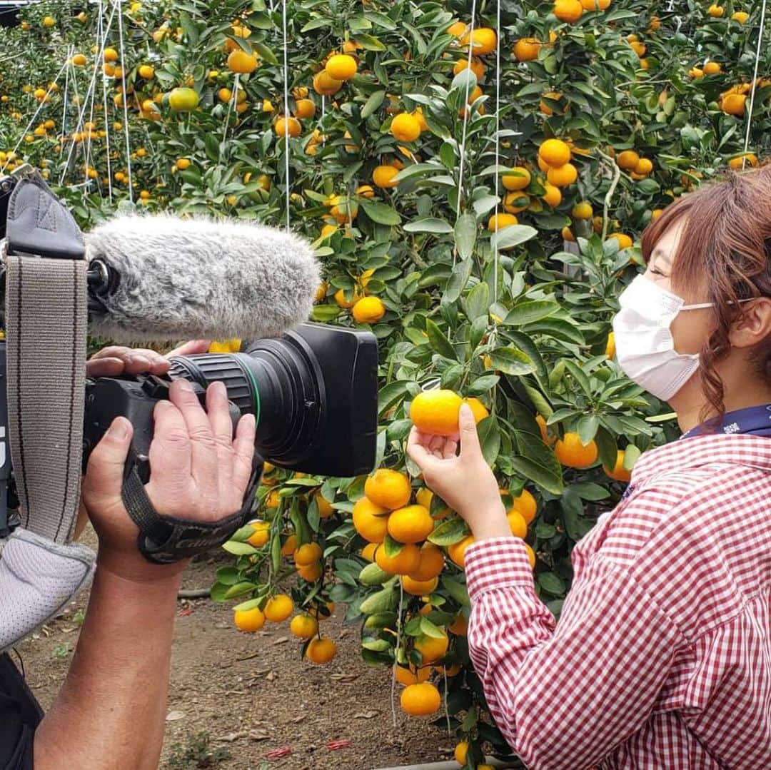 森本晴香さんのインスタグラム写真 - (森本晴香Instagram)「⁡ ❁牟岐町のもち麦 ⁡ ゴジカル！生放送終了です♬ JA共済プレゼンツ笑味ちゃん通信では JAアグリあなんのハウスみかんをご紹介しました✮  ⁡ 甘味と酸味の絶妙なバランスと、 皮が薄くダイレクトに果汁の旨みを感じられる果肉で 最高の味のハウスみかん🍊 ⁡ 今年もとっても美味しいみかんができたそうですよ❀ ⁡ ブログも更新しているので是非見てみて下さいね💕 ⁡ ✒️ブログ https://office-sereno.com 私のトップページのURLから飛べます✈️ または「森本晴香　セレーノ」 ⁡ ⁡ #アナウンサー #フリーアナウンサー #女子アナ#リポーター#タレント#ナレーター#徳島タレント#徳島ローカルタレント#森本晴香 #ナレーター#徳島ナレーション#徳島ナレーター#FM#FM徳島#fm807 #テレビ #ラジオ#T-Joint#新潟#広島#愛媛#徳島#セレーノ ⁡」6月25日 22時25分 - harukamorimoto