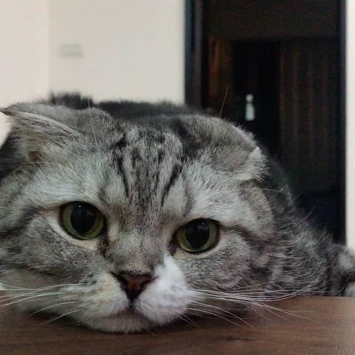 KATSUOのインスタグラム：「動画になってた . #cat #cats #catstagram #catsofinstagram #instacat #cutecat #katsuo #猫#ねこ」