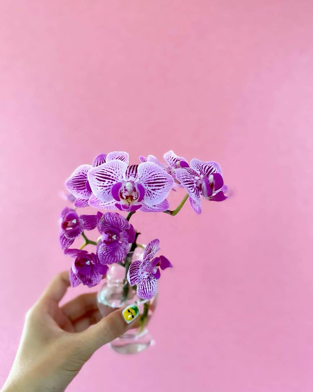 Mai Wakimizuのインスタグラム：「お花屋さんのレジ後ろからひょっこり顔を出していたこの子。ピンクストライプの胡蝶蘭。売り物じゃなさそうだったけど欲しいと伝えると、もう弱ってるからとプレゼントして下さった♡お金で買えない価値がある、プライスレス。キュン♡ #お花のある暮らし」