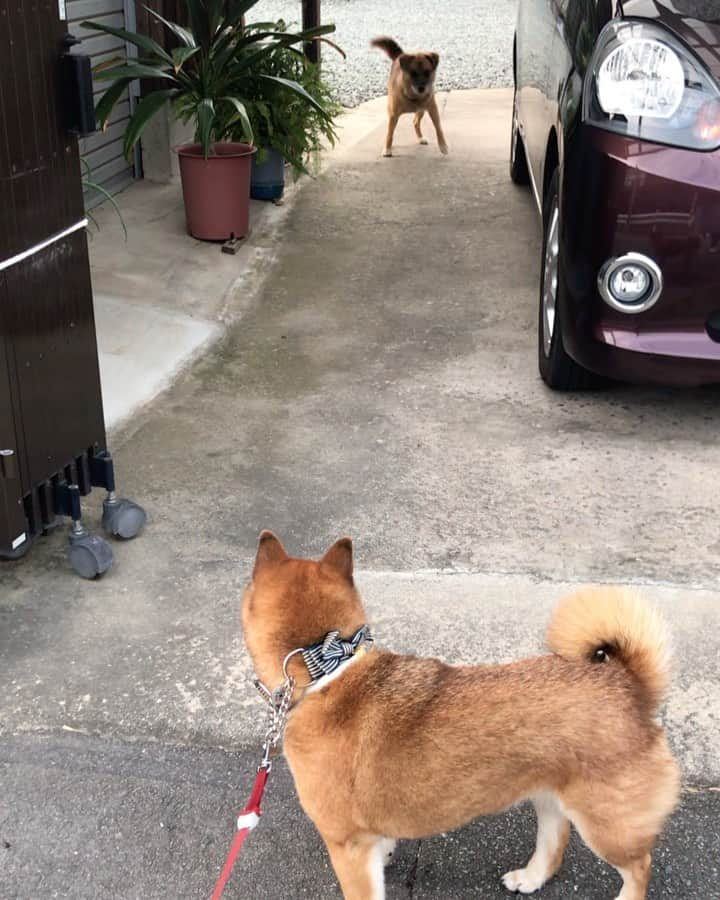 柴犬はなこ Shibainu Hanakoのインスタグラム：「お散歩中に通りかかるお家の愛嬌あるワンコ🐶💕はなっぺが塩すぎて😂 #shiba #dog #shibainu #犬 #柴犬 #雑種 #わんとも」