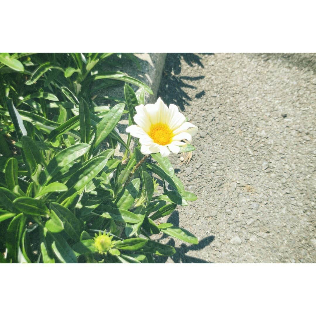 宮崎優のインスタグラム：「目玉焼きみたい🍳 お花って、ついつい撮っちゃう。  私のアルバム お花と夕日の写真ばっかり。笑 皆さんは、どんな写真が多いですか？」