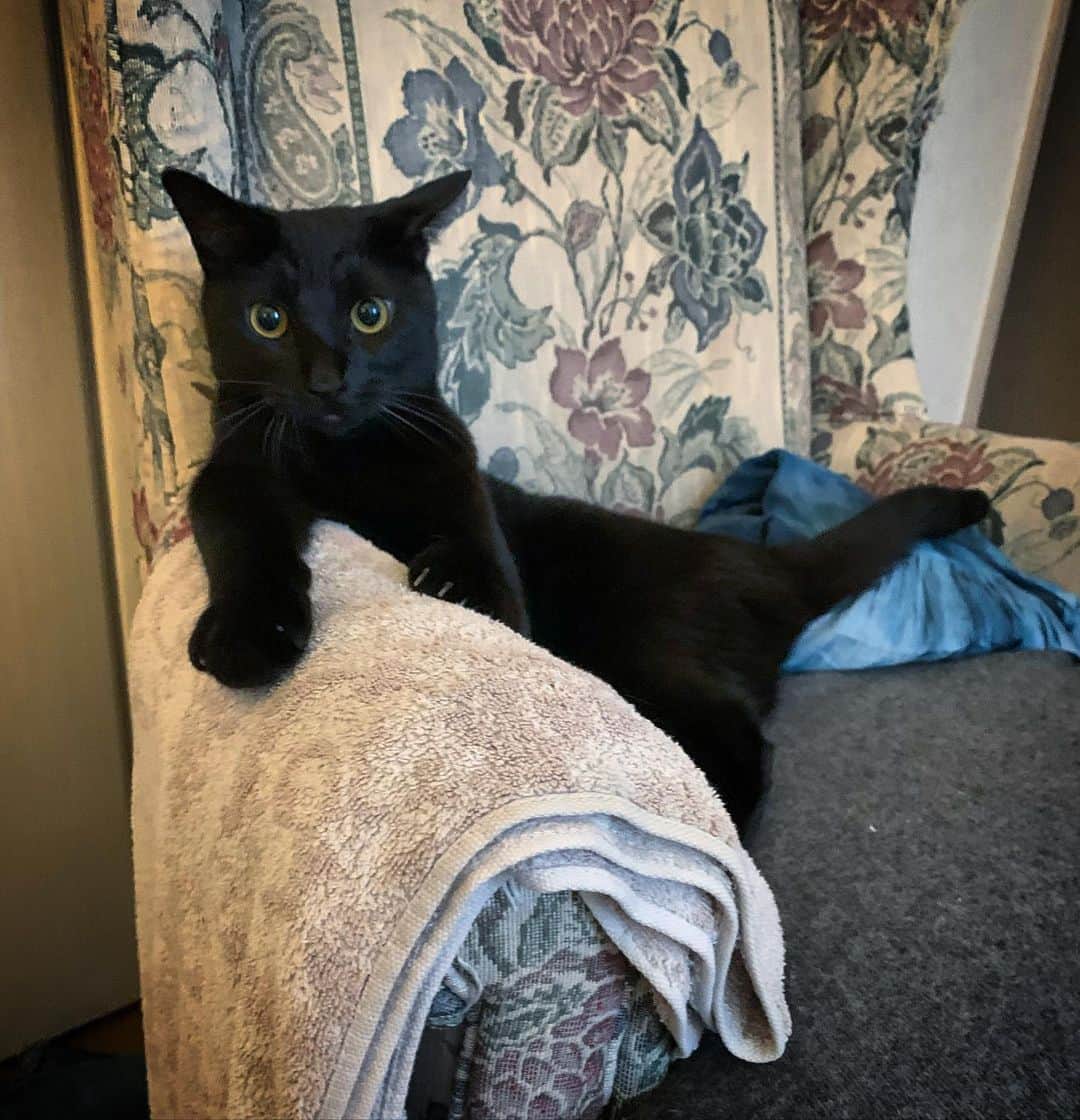 澤田友美のインスタグラム：「. Dr GiGiです。 😾｛それでは、あなたのお悩みをどうぞ🐾」