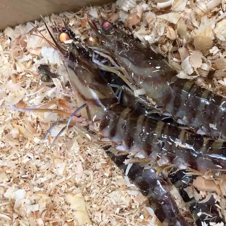 寿司居酒屋 番屋のインスタグラム