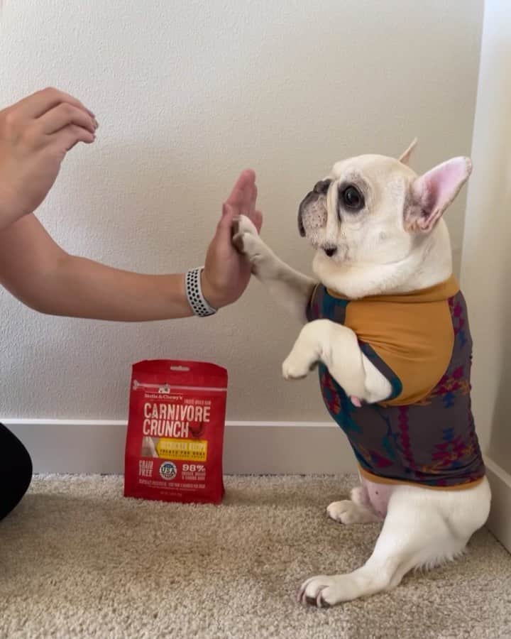 Sir Charles Barkleyのインスタグラム：「That high five sit pretty combo gets us every time! #heknowshowtoworkit for #stellaandchewys @stellaandchewys #ad」
