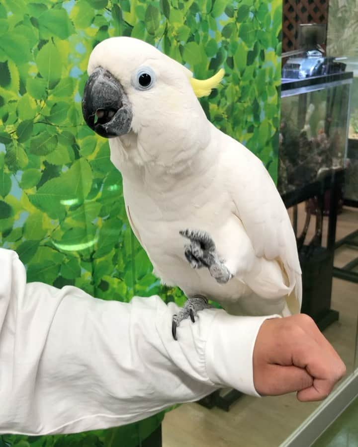 大阪ECO動物海洋専門学校のインスタグラム：「アオメキバタンのポポちゃん✨ 学生がハズバンダリートレーニングを行なっております😊！ ハズバンダリートレーニングとは、日本語に訳すと「受信動作訓練」 健康管理やお世話をするためには動物側にも協力してもらうことがあるため、こちらの合図で特定の動きをしてもらうようなトレーニングをしています💡  #アオメキバタン #ハズバンダリートレーニング #大阪eco #大阪eco動物海洋専門学校 #動物 #専門学校 #動物飼育 #動物園 #水族館 #飼育員 #ドルフィントレーナー #アクアリスト #動物看護師 #トリマー #ドッグトレーナー #トリミング #犬 #animal #dog」