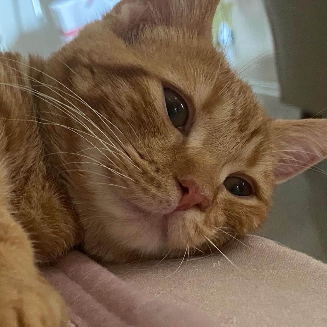 里美ゆりあのインスタグラム：「むにゃ〜(*ˊᵕˋ*)੭ ੈ❤︎  #癒し #猫 #cat」