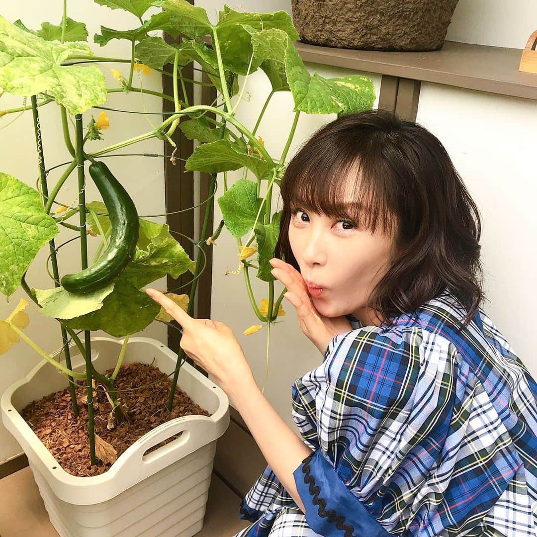 山口もえのインスタグラム：「・  ビッグサイズのキュウリ🥒 ブーメランみたいに曲がってるけど… みずみずしくて昔ながらのキュウリの味がして それはそれは美味しかったです😍 トウモロコシ🌽にはすっかり背丈を 抜かされました👀✨笑 今の時期やさいの成長があっという間です👏 次回はクウシンサイをタネから🌱 お楽しみ✨  📺6月27日(日)8:00〜8:25 NHK-E「趣味の園芸 やさいの時間」 もえのプランター菜園   📺7月1日(木) NHK-E 12:00〜12:24 NHK総合 15:10〜15:34 ※ 再放送  #やさいの時間#TV#家庭菜園 #深町貴子 さんと💕 #クウシンサイ  #お楽しみに#❤️」