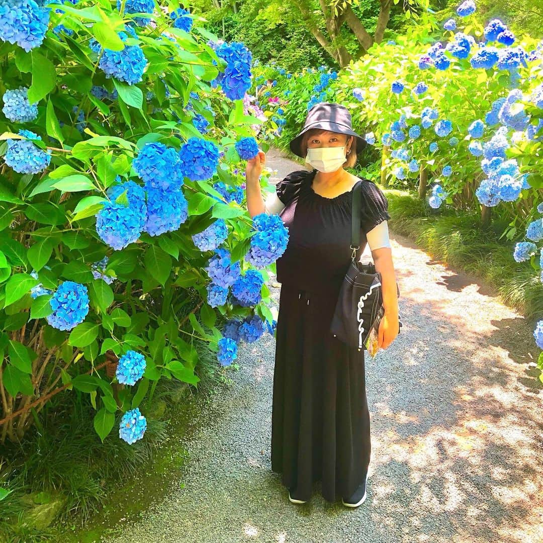 風子さんのインスタグラム写真 - (風子Instagram)「#紫陽花」6月26日 10時08分 - pchan030