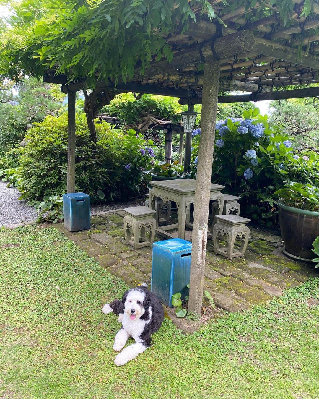 のインスタグラム：「ダリは夫と葉山へ。  #葉山#シュヌードル#シュナプー #schnoodle」