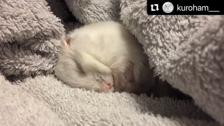 kuroのインスタグラム：「. . Good night 🐹💤 . . #tbt #ハムスター #はむすたぐらむ #hamster #hammy #hamstergram #goodnight #zzz #lovely #ふわもこ部 #もふもふ #癒し #すやすや #ねんね #小動物 #petsvideo #ペット動画 #ハムスター好きな人と繋がりたい  . . 2021.6.26 ⭐︎ .」