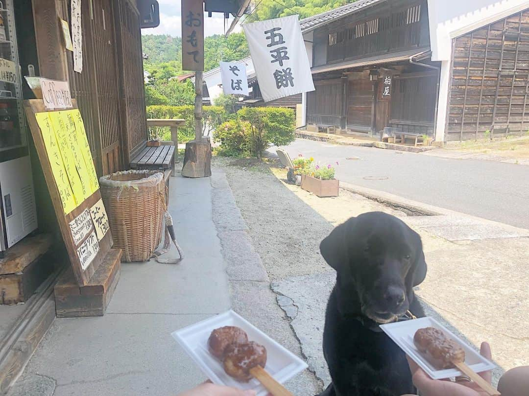 原口るりこさんのインスタグラム写真 - (原口るりこInstagram)「. . 〈原口家のオフ🌿〉  #犬旅 次に原口家が訪れたのは #馬籠宿#妻籠宿 🌿 江戸時代の風情ある家が並ぶ 当時の宿場町✨ . ドイツに帰ったら 友人に見せてあげたい動画や 素敵なお土産を買えました♡ . #おやきや五平餅も食べました♪ #オフ前半の主人とはいろいろ食べ歩き出来て楽しい🥰 （後半からは調整しはじめるので 一緒になんでもは食べられないのです🥲） #私こそ調整せねば… #どんどん肥えてる…🐖 . . 写真の9枚目、10枚目は #福井県 #レインボーライン山頂公園 綺麗な景色で #かわらけ投げ をしてきました😆 カイ君の願い事は… 《主役になりたい by.カイ》 普段、 主人の実家にいるカイくんは 4頭飼いのうちのひとり🌿 その中でも 優等生のカイくんは なんでも出来てしまうし、 誰にでも譲る優しい子なので 主役という立場になることが あまりありません🌿 #手のかかる子が目立ちがち😂♡ . そんなカイくんのために 主人が書いた願い事。 これが…なんと 次の日叶うとは🙊！！ . この続きは またの投稿で☺️✨」6月26日 23時23分 - ruriko_haraguchi24