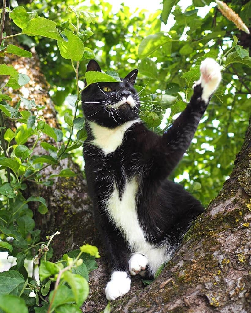 スターリンさんのインスタグラム写真 - (スターリンInstagram)「Happy Caturday, undercats! I'm here to gift you a collection of photos of your one and only, most handsome dictator ever! 😼😻  We have just recently moved again to a nice little rural house. Have seen no signs of either Kitler, Meowssolini, Meow Zedong, Catstro or Purr Pot as of yet. But I am not letting my guard down, and check all the bushes on a regular basis.  I will also post a Tofu photo collection for your viewing pleasure! 🧡💛」6月26日 23時58分 - stalinthecat