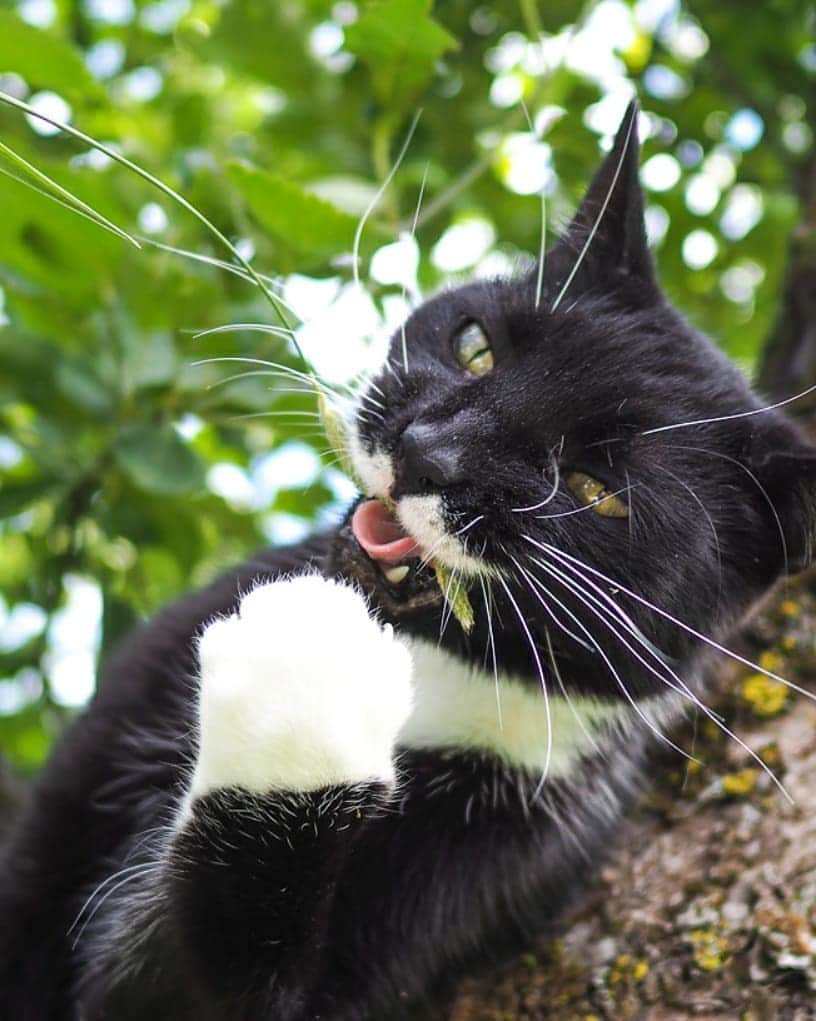 スターリンさんのインスタグラム写真 - (スターリンInstagram)「Happy Caturday, undercats! I'm here to gift you a collection of photos of your one and only, most handsome dictator ever! 😼😻  We have just recently moved again to a nice little rural house. Have seen no signs of either Kitler, Meowssolini, Meow Zedong, Catstro or Purr Pot as of yet. But I am not letting my guard down, and check all the bushes on a regular basis.  I will also post a Tofu photo collection for your viewing pleasure! 🧡💛」6月26日 23時58分 - stalinthecat