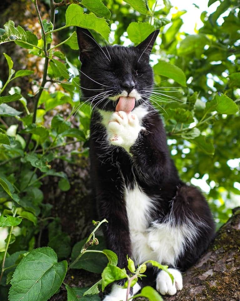 スターリンさんのインスタグラム写真 - (スターリンInstagram)「Happy Caturday, undercats! I'm here to gift you a collection of photos of your one and only, most handsome dictator ever! 😼😻  We have just recently moved again to a nice little rural house. Have seen no signs of either Kitler, Meowssolini, Meow Zedong, Catstro or Purr Pot as of yet. But I am not letting my guard down, and check all the bushes on a regular basis.  I will also post a Tofu photo collection for your viewing pleasure! 🧡💛」6月26日 23時58分 - stalinthecat