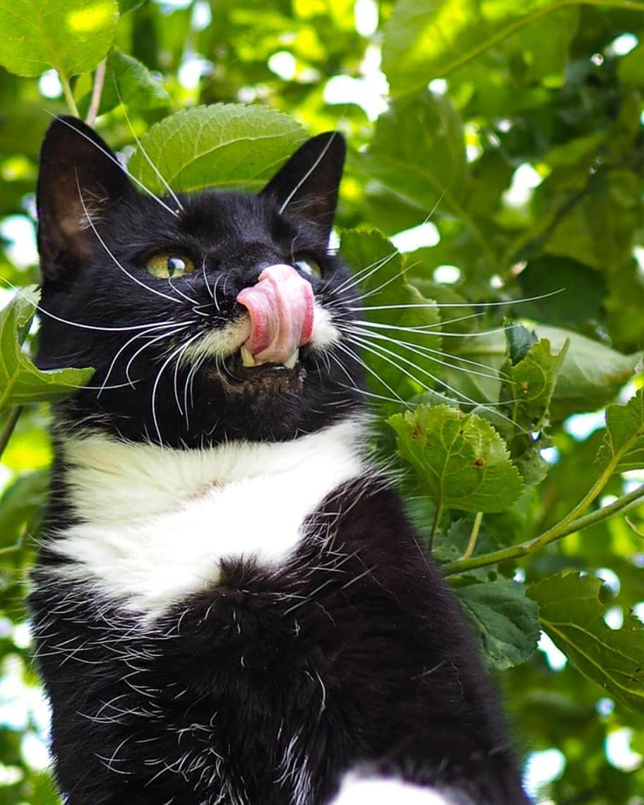 スターリンさんのインスタグラム写真 - (スターリンInstagram)「Happy Caturday, undercats! I'm here to gift you a collection of photos of your one and only, most handsome dictator ever! 😼😻  We have just recently moved again to a nice little rural house. Have seen no signs of either Kitler, Meowssolini, Meow Zedong, Catstro or Purr Pot as of yet. But I am not letting my guard down, and check all the bushes on a regular basis.  I will also post a Tofu photo collection for your viewing pleasure! 🧡💛」6月26日 23時58分 - stalinthecat