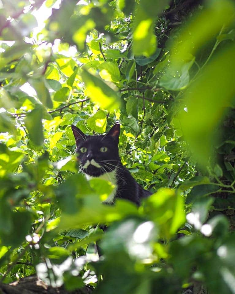 スターリンさんのインスタグラム写真 - (スターリンInstagram)「Happy Caturday, undercats! I'm here to gift you a collection of photos of your one and only, most handsome dictator ever! 😼😻  We have just recently moved again to a nice little rural house. Have seen no signs of either Kitler, Meowssolini, Meow Zedong, Catstro or Purr Pot as of yet. But I am not letting my guard down, and check all the bushes on a regular basis.  I will also post a Tofu photo collection for your viewing pleasure! 🧡💛」6月26日 23時58分 - stalinthecat