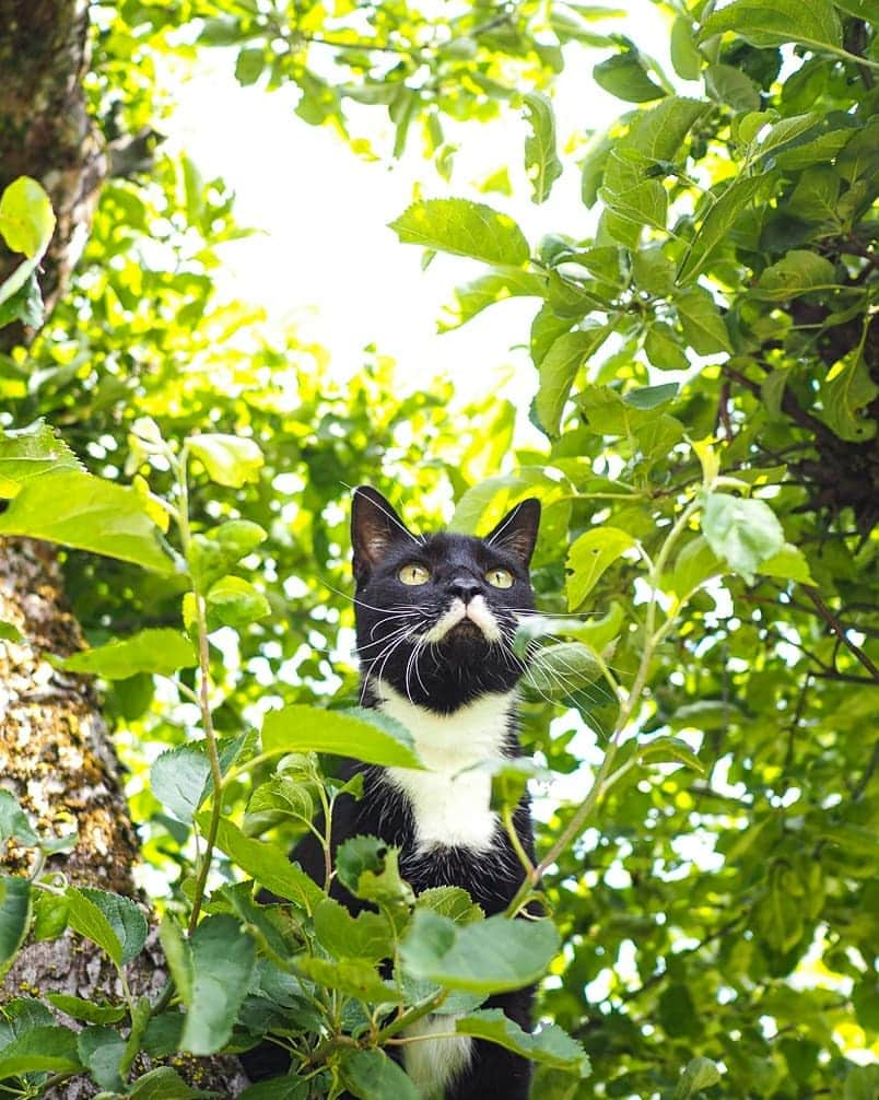 スターリンのインスタグラム：「Happy Caturday, undercats! I'm here to gift you a collection of photos of your one and only, most handsome dictator ever! 😼😻  We have just recently moved again to a nice little rural house. Have seen no signs of either Kitler, Meowssolini, Meow Zedong, Catstro or Purr Pot as of yet. But I am not letting my guard down, and check all the bushes on a regular basis.  I will also post a Tofu photo collection for your viewing pleasure! 🧡💛」