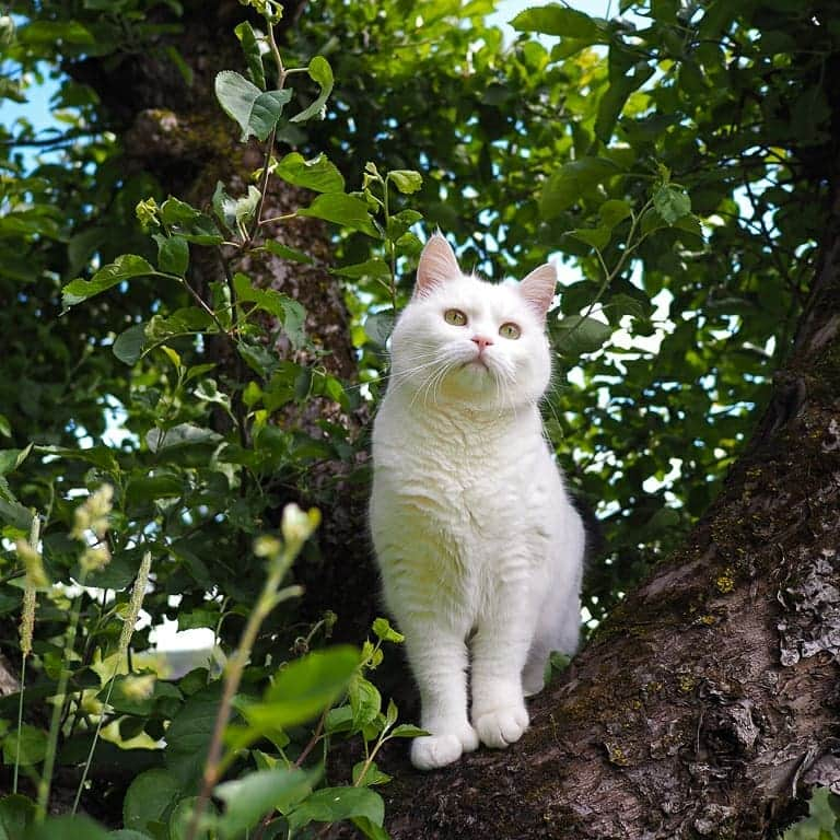 スターリンさんのインスタグラム写真 - (スターリンInstagram)「Happy Caturday again! As promised, here's a summer photo collection of my loyal subordinate Tofu! 😻😺 I often send her out in my stead to search our territory and rid it of my enemies ☠️」6月27日 0時09分 - stalinthecat