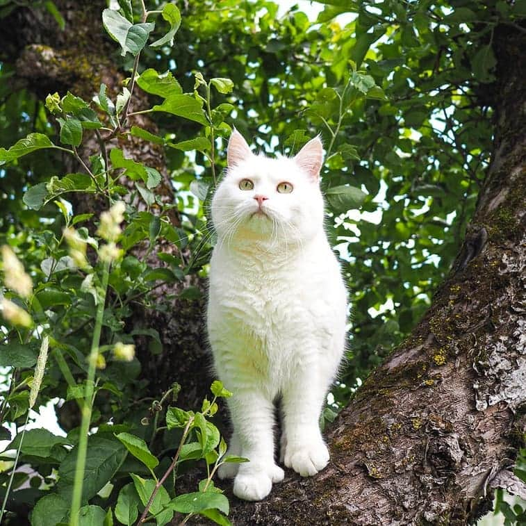 スターリンさんのインスタグラム写真 - (スターリンInstagram)「Happy Caturday again! As promised, here's a summer photo collection of my loyal subordinate Tofu! 😻😺 I often send her out in my stead to search our territory and rid it of my enemies ☠️」6月27日 0時09分 - stalinthecat