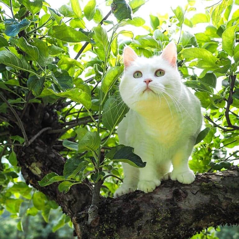 スターリンのインスタグラム：「Happy Caturday again! As promised, here's a summer photo collection of my loyal subordinate Tofu! 😻😺 I often send her out in my stead to search our territory and rid it of my enemies ☠️」